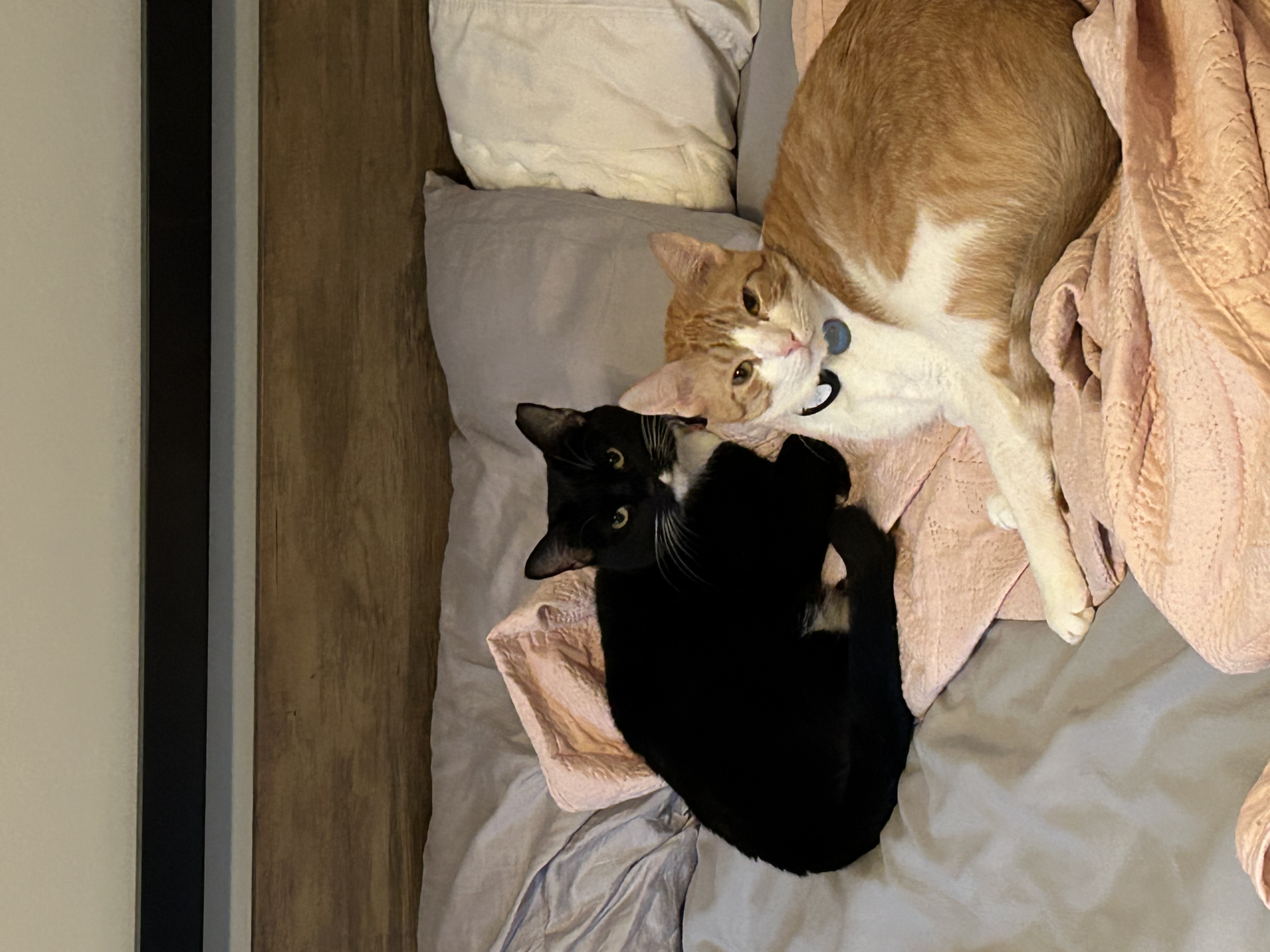 My cats Mojo and Juniper